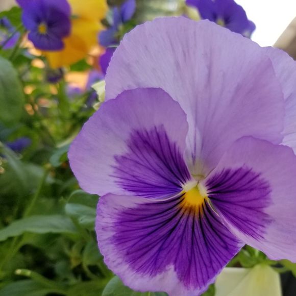 Meet your Posher, Patty - Picture 1 of 1